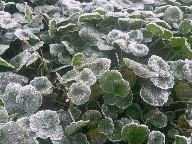 Vùng biên Nghệ An rét kỷ lục, xuất hiện băng giá- Ảnh 2.