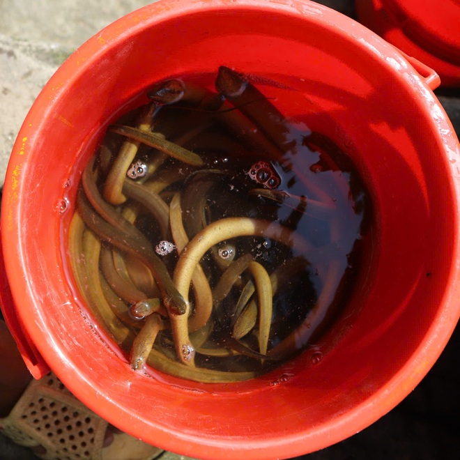 Người TPHCM thuê ghe ra giữa sông để thả cá, tiễn ông Công, ông Táo- Ảnh 7.