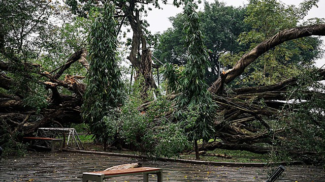 Hà Nội: Cây si cổ tại vườn hoa Lý Tự Trọng gãy đổ, 2 người bị thương- Ảnh 3.