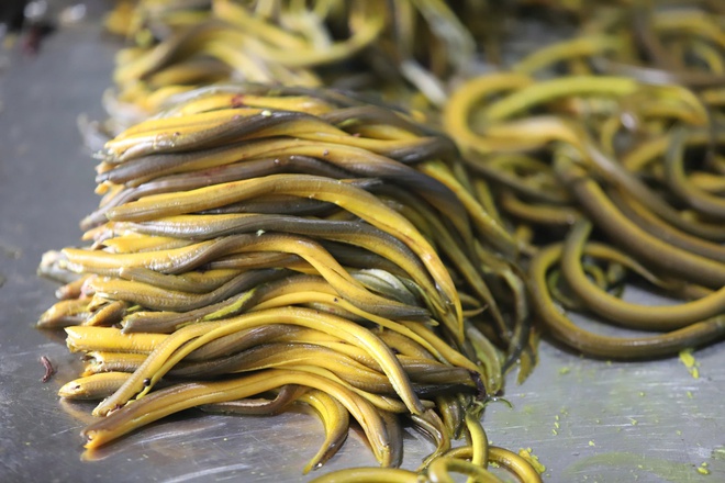 Lươn xứ Nghệ: Từ món ăn dân gian thành di sản ẩm thực quốc gia- Ảnh 4. Lươn xứ Nghệ: Từ món ăn dân gian thành di sản ẩm thực quốc gia- Ảnh 4.