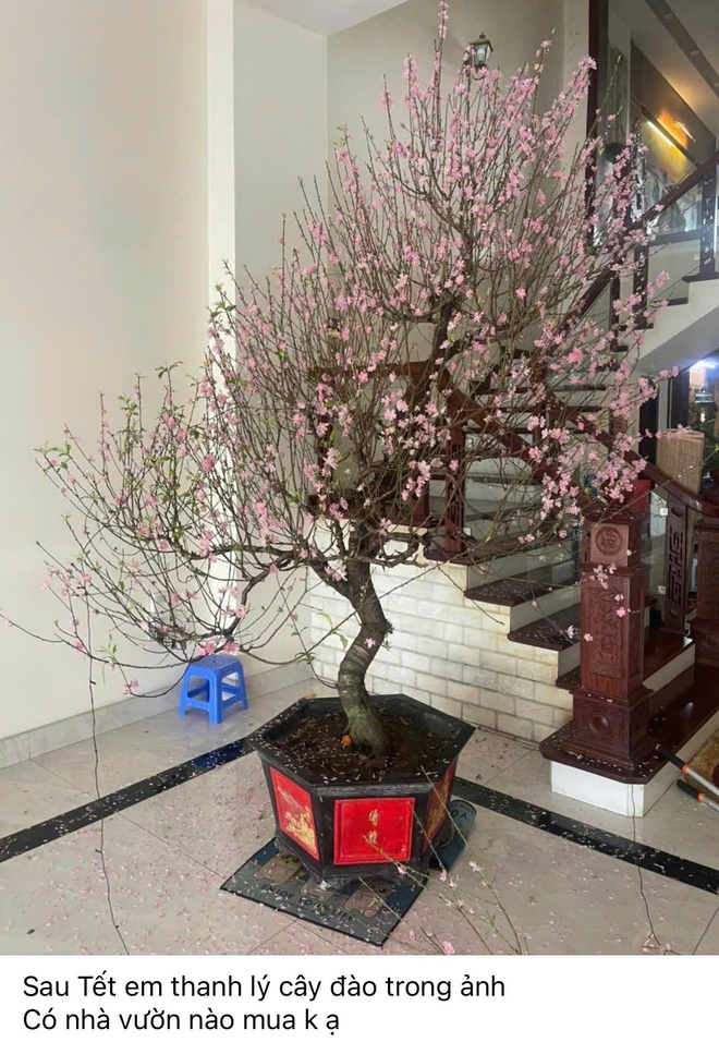 Hết Tết, đào đồng loạt 'lên sàn' thanh lý, nhà vườn tất bật thu mua- Ảnh 1. Hết Tết, đào đồng loạt 'lên sàn' thanh lý, nhà vườn tất bật thu mua- Ảnh 1.