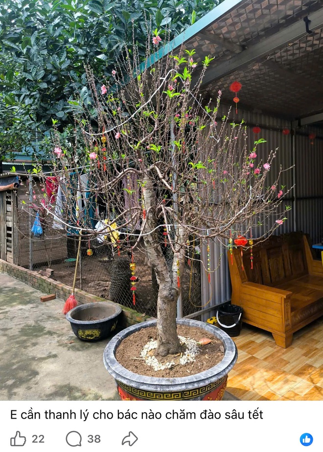 Hết Tết, đào đồng loạt 'lên sàn' thanh lý, nhà vườn tất bật thu mua- Ảnh 2. Hết Tết, đào đồng loạt 'lên sàn' thanh lý, nhà vườn tất bật thu mua- Ảnh 2.