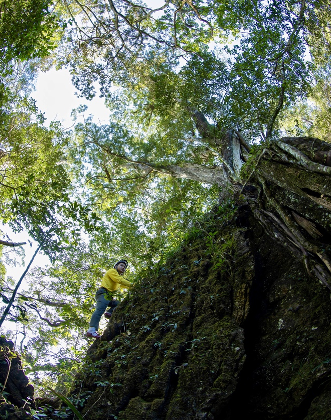 Bí ẩn hang động lưu dấu tích tộc người Arem và rừng cổ quý hiếm- Ảnh 7.