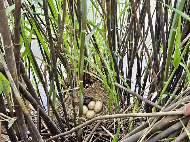 Từ 'sát thủ chim trời' thành người giữ hồn đầm phá Hạc Hải- Ảnh 6.