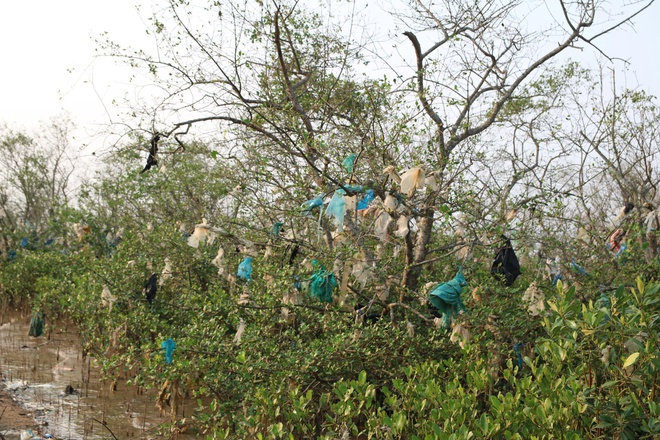 Rừng bần nguyên sinh ven sông Lam 'nghẹt thở' trong rác thải- Ảnh 7.