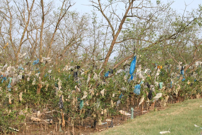 Rừng bần nguyên sinh ven sông Lam 'nghẹt thở' trong rác thải- Ảnh 6.