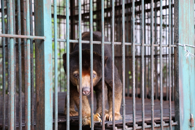 Cận cảnh cứu hộ 4 cá thể gấu quý hiếm về Vườn quốc gia Bạch Mã- Ảnh 2. Cận cảnh cứu hộ 4 cá thể gấu quý hiếm về Vườn quốc gia Bạch Mã- Ảnh 2.