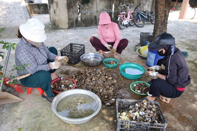 Nghề 'săn' đặc sản dưới đáy sông Nhật Lệ- Ảnh 9. Nghề 'săn' đặc sản dưới đáy sông Nhật Lệ- Ảnh 9.