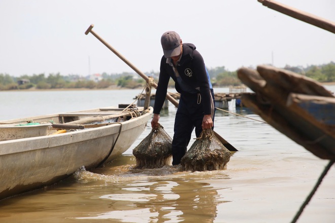 Nghề 'săn' đặc sản dưới đáy sông Nhật Lệ- Ảnh 8. Nghề 'săn' đặc sản dưới đáy sông Nhật Lệ- Ảnh 8.