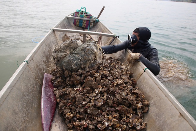 Nghề 'săn' đặc sản dưới đáy sông Nhật Lệ- Ảnh 6. Nghề 'săn' đặc sản dưới đáy sông Nhật Lệ- Ảnh 6.