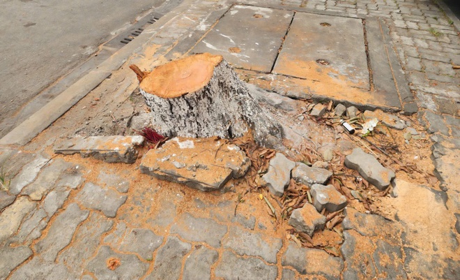 Nguyên nhân hàng chục cây xanh ở Huế bị cưa hạ giữa mùa nắng nóng- Ảnh 1.