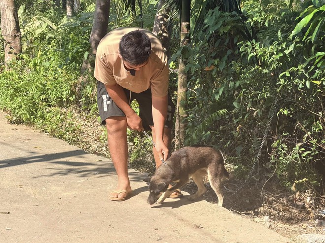 Nguy cơ bệnh dại gia tăng mùa nắng nóng, cần tiêm phòng ngay khi bị chó mèo cắn
- Ảnh 4. Nguy cơ bệnh dại gia tăng mùa nắng nóng, cần tiêm phòng ngay khi bị chó mèo cắn
- Ảnh 4.