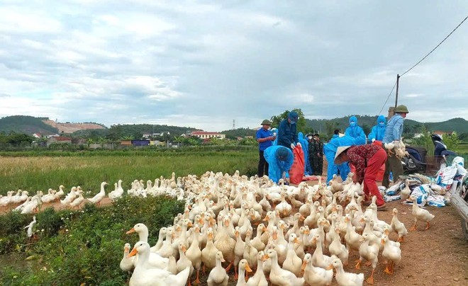Nghệ An khẩn trương dập dịch H5N1, tiêu hủy 17.000 con gia cầm- Ảnh 3.
