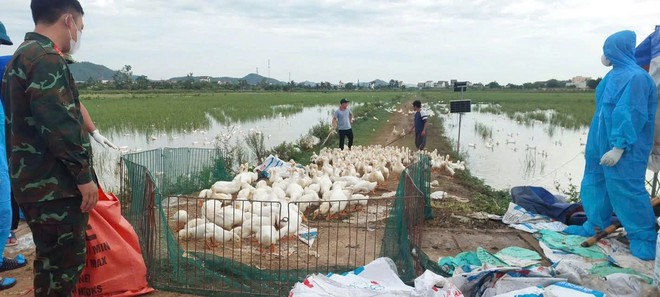 Nghệ An khẩn trương dập dịch H5N1, tiêu hủy 17.000 con gia cầm- Ảnh 5.