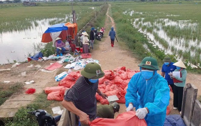 Nghệ An khẩn trương dập dịch H5N1, tiêu hủy 17.000 con gia cầm- Ảnh 4.