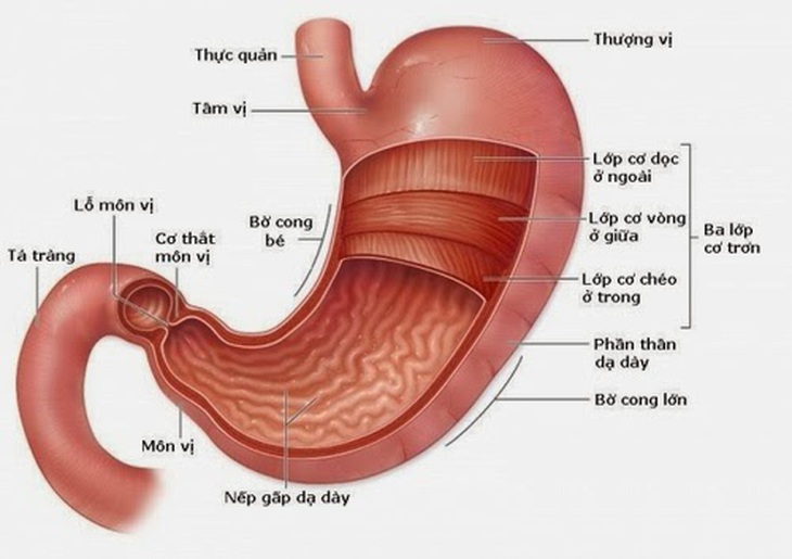 Kết quả hình ảnh cho môn vị dạ dày là gì