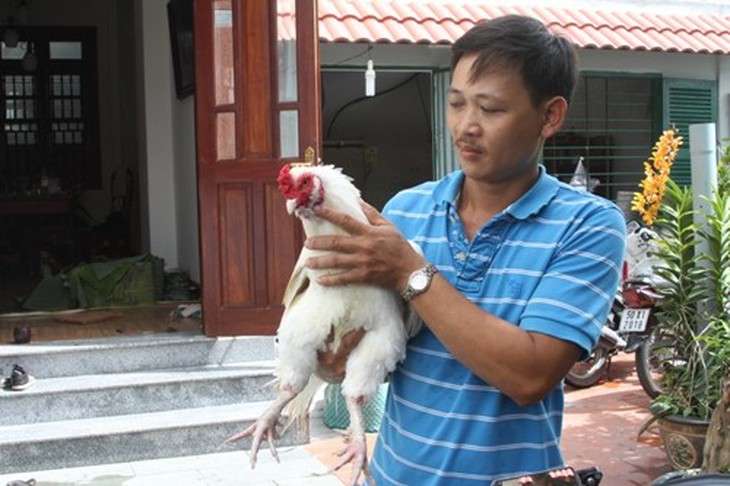 Chú gà 9 cựa trong cổ tích đã xuất hiện ngoài đời thực 1