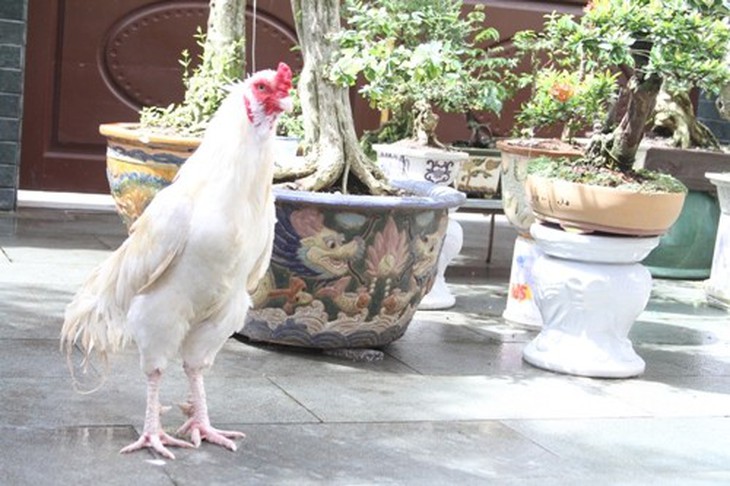 Chú gà 9 cựa trong cổ tích đã xuất hiện ngoài đời thực 2