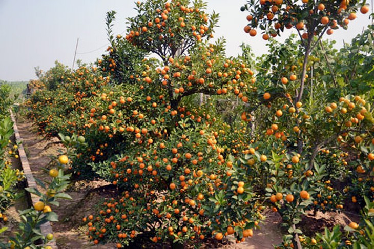 Quất, cây-quất, Tết-Nguyên-đán, ế-khách, quất-thế, khách-chơi, chơi-Tết, vườn-quất, Tứ-Liên