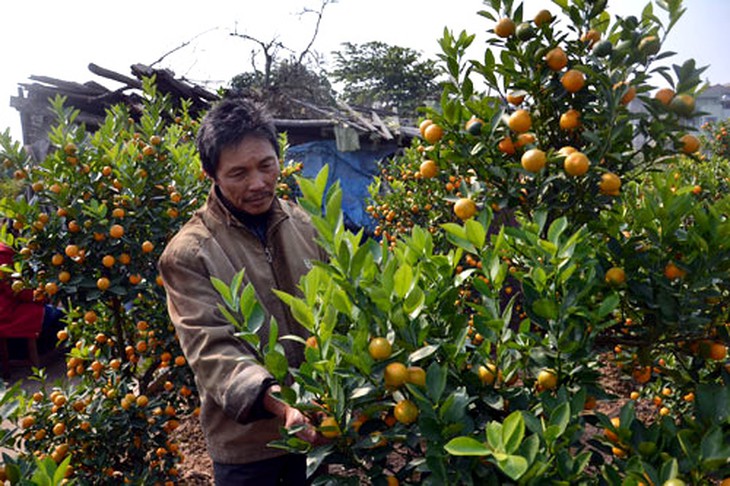 Quất, cây-quất, Tết-Nguyên-đán, ế-khách, quất-thế, khách-chơi, chơi-Tết, vườn-quất, Tứ-Liên