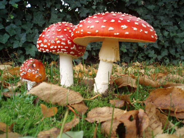 
	Nấm độc Amanita muscaria.