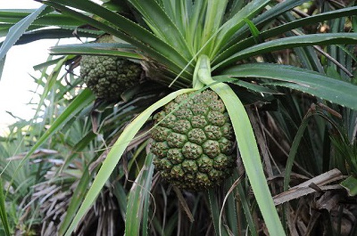 Quả dứa dại.
