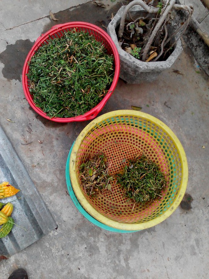 Phụ hồ tự phong 