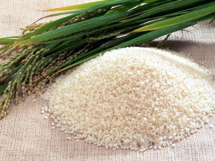 Ngạnh mễ (hạt gạo nếp) và mạch môn đông là hai vị thuốc trị ho thể âm hư kiêm nhiệt đàm.
