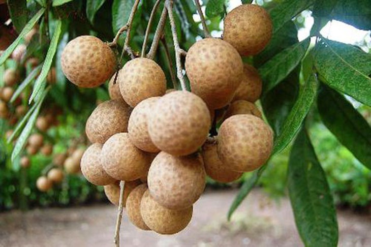 Ăn nhãn giúp chị em sáng da, giảm nếp nhăn - 1