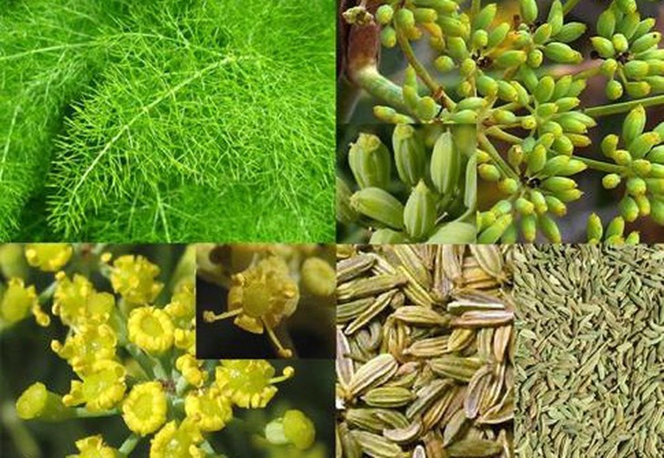 Các vị thuốc trong bài “Noãn cung định thống thang”.