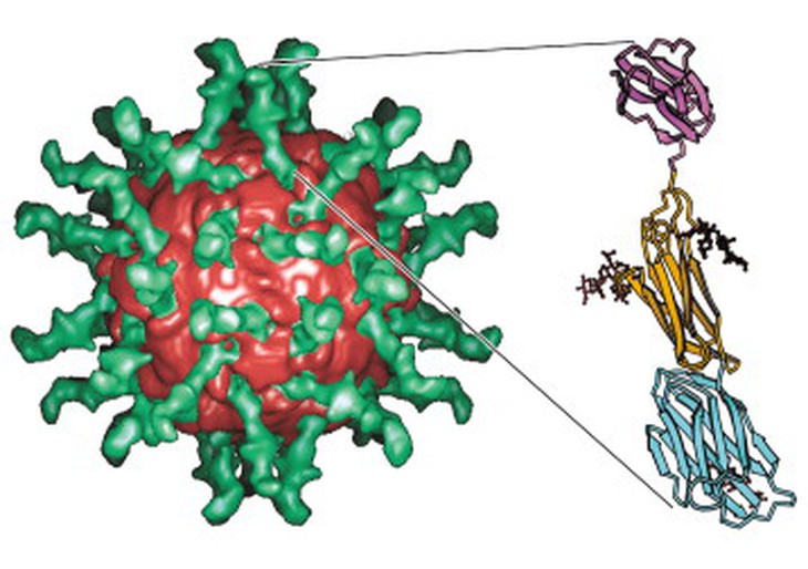 Virus bại liệt.