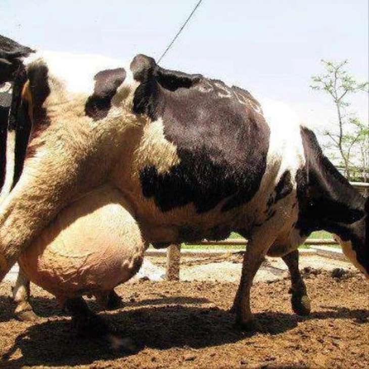 Hé lộ những sự thật khủng khiếp về sữa bò bị che giấu