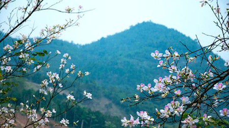 Hoa ban nở báo hiệu mùa xuân về