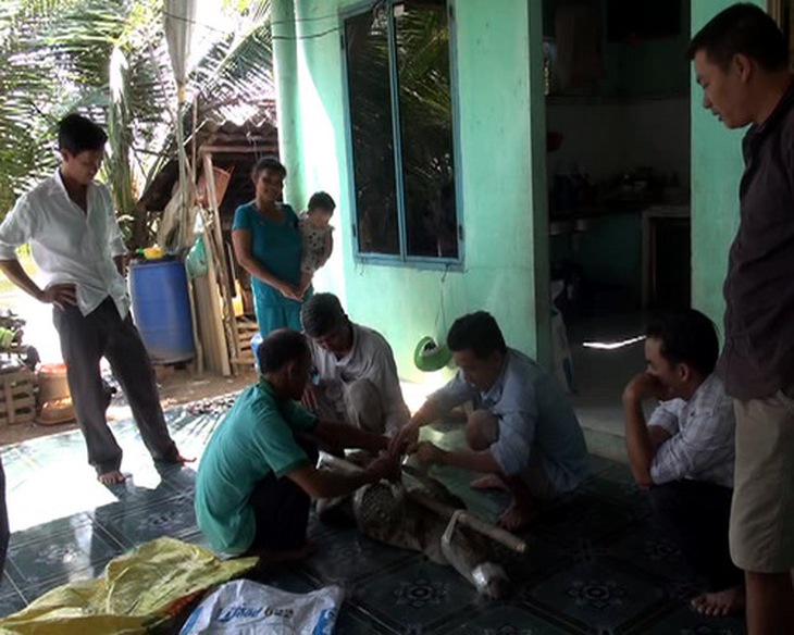 Con cá sấu được người dân bắt sống giao cho cơ quan chức năng. Ảnh: Hoàng Trường