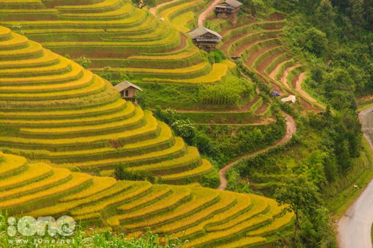 Từ khoảng giữa tháng 9 đến đầu tháng 10 là khoảng thời gian đẹp nhất để thực hiện những chuyến phượt lên Mù Cang Chải vì lúc này là lúc lúa lên một màu vàng đẹp nhất và vẫn chưa được người dân gặt.