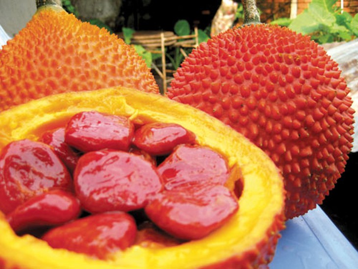 Sức khỏe, ung thư, trị bệnh, hệ tiêu hóa, quả gấc, tim mạch