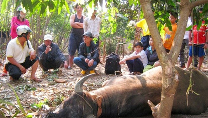 Con trâu bị khống chế (Ảnh: Tiền Phong)