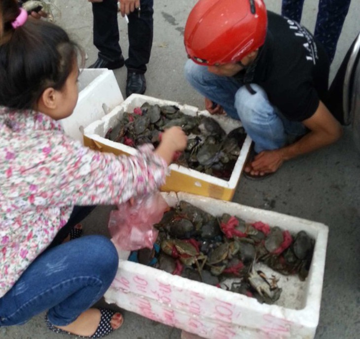 Cua biển 50.000 đồng/con ở Hà Nội có nguồn gốc từ đâu?