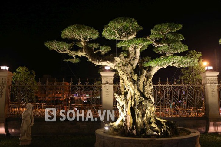 Và một số loại cây đắt giá khác. 