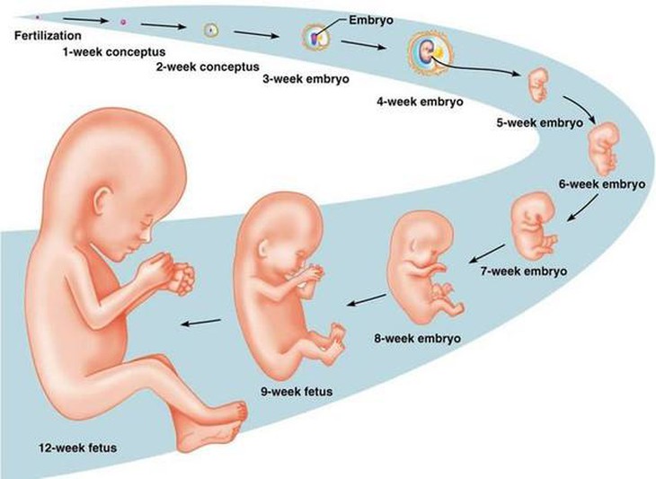 Sự phát triển của bào thai theo các tuần tuổi