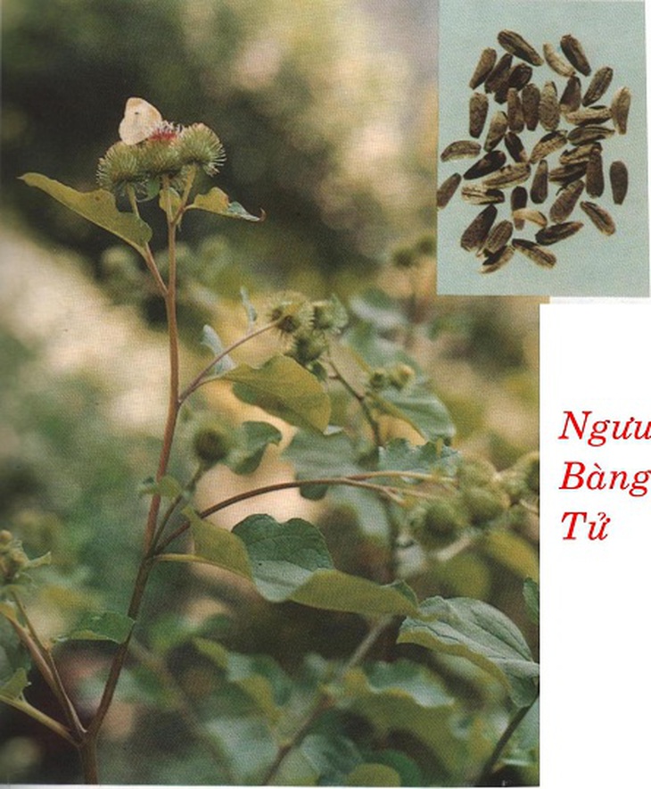 Cây và vị thuốc ngưu bàng tử trị đau răng, sưng mộng răng.