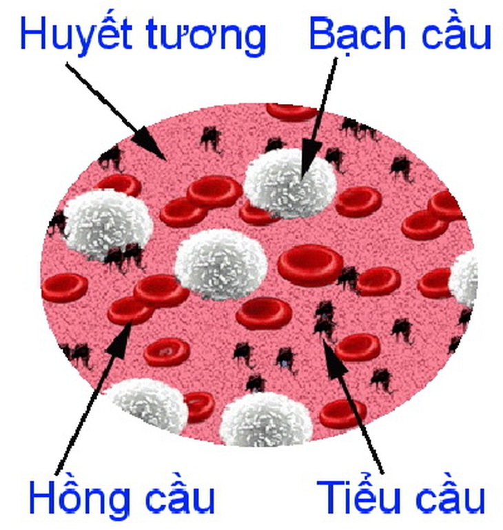 Virrut HIV vào cơ thể sẽ tấn công bạch cầu.