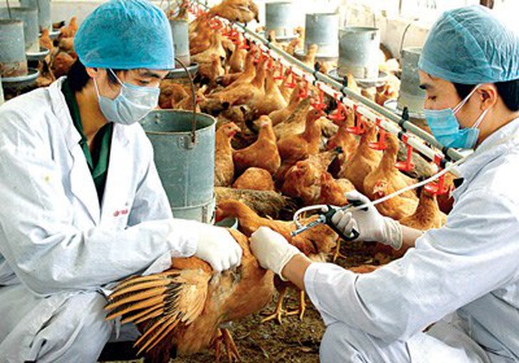 Tiêm vaccin phòng chống cúm gia cầm