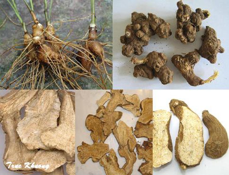 Vị thuốc bạch truật.