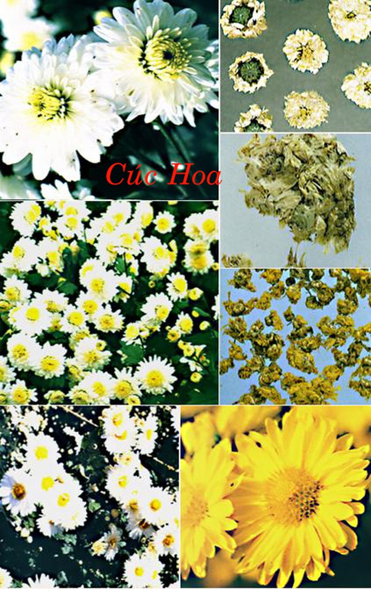 Cúc hoa