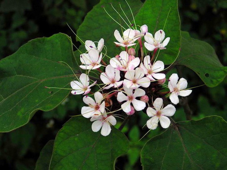 Bạch đồng nữ.
