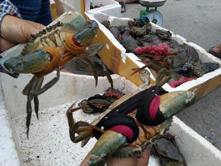 Giá bán cua biển dao động 220.000-240.000 đồng/kg, hoặc 50.000 đồng/con tuỳ chọn.