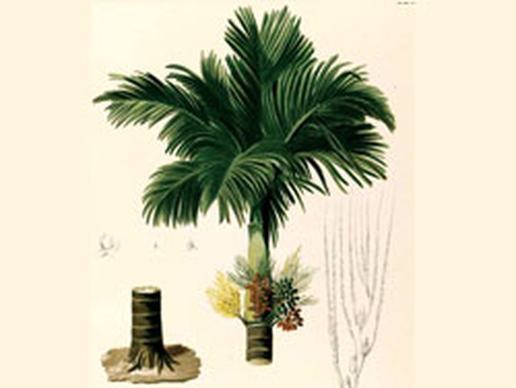 Rễ cau