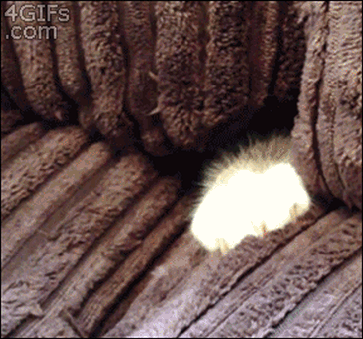 a2-9277-1418655757.gif