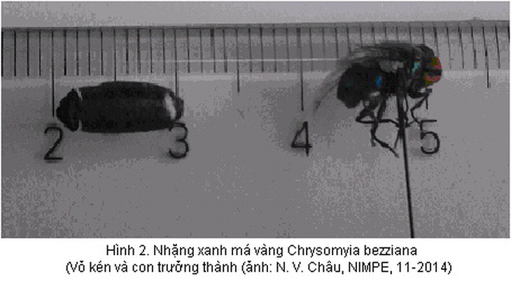 Cận cảnh giòi lúc nhúc trong mắt